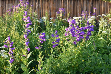 Obraz premium purple flowering plant Bell Campanula on a summer meadow, on a soft blurry background of green leaves and grass