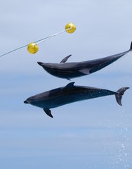 Dolphin in the sea