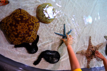 Various sea star in the sea and a little hand touch the sea star