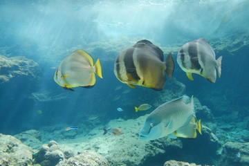 Naklejka na ściany i meble Beautiful Fish in the deep blue sea in Japan Okinawa