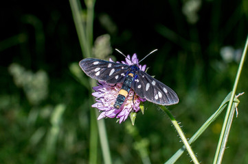 butterfly amata phegea