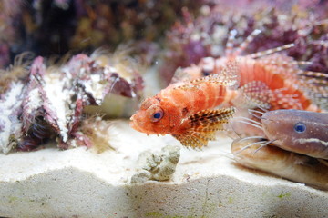 Beautiful Fish in the deep blue sea in Japan Okinawa