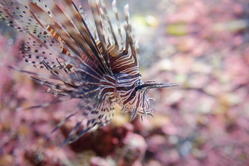 Fototapeta na wymiar Beautiful Fish in the deep blue sea in Japan Okinawa