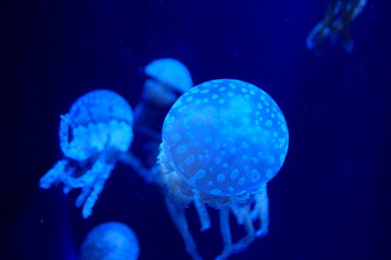 Beautiful jelly fish in the deep blue sea