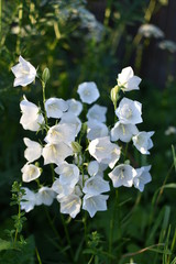 close-up of a flowering plant white Campanula bell on a summer meadow, on a soft blurry background of green leaves and grass