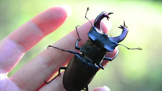 Lucanus cervus, beetle, stag beetle, male, on the hand