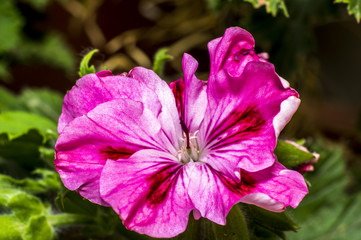 Macrofotografia Geranio