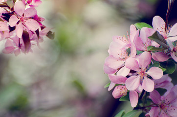 Fototapeta na wymiar Soft focused Pink flowers of apple tree against blurred bokeh background. Romantic floral template.