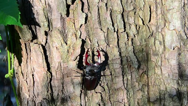 Lucanus cervus, beetle, stag beetle, male