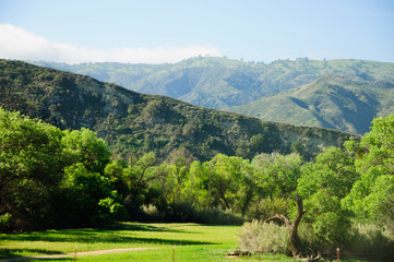View Of Hillside in a Northern California. The sun painted the round shaped trees with amazing beautiful lighted edges in this green landscape.