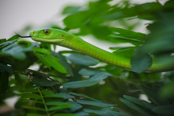 Venomous Green Mamba Tree Snake