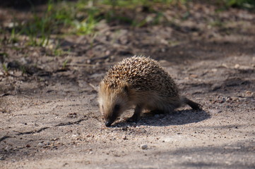 little hedgehog hunter