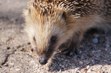 little hedgehog hunter