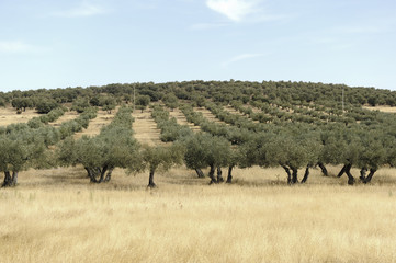 Fototapeta na wymiar Olive groves and dried grasses in summer, Castilla la Mancha, Spain