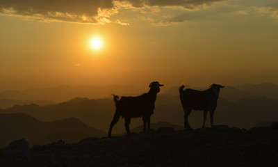 Fototapeta na wymiar pleasure of the landscape and living areas of the goats