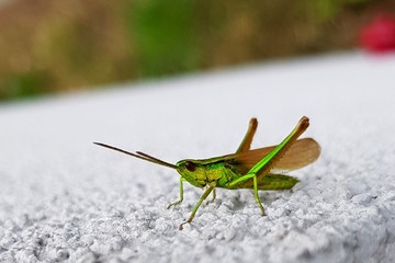 Green grasshopper macro