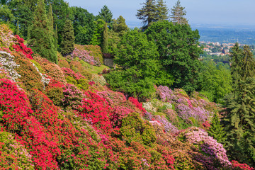 the valley of flowered rhodondendros in the  nature reserve of the Burcina park in Pollone/Biella/Piedmont/Italy /the flowering of rhodondendros in may,is a show  of colors from white to lilac to red