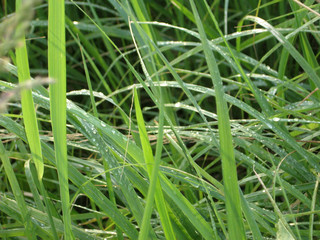 Fresh green grass with dew drops close up. Water drops on the fresh grass after rain. Light morning...