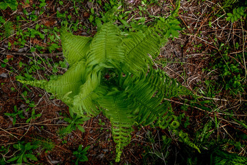 Bright green sprouting ferns on forest floor