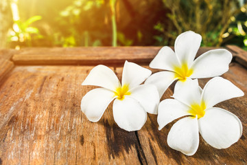 Fototapeta na wymiar White Frangipani (Plumeria) flowers on wooden floor in morning sun