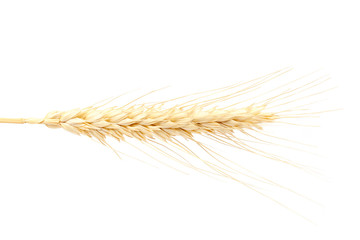 Wheat ear isolated on a white background.