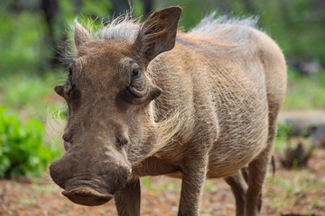 Naklejka na ściany i meble Close up of a wild African Warthog