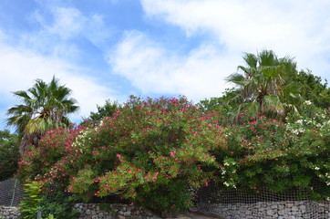 пейзаж цветы пальмы