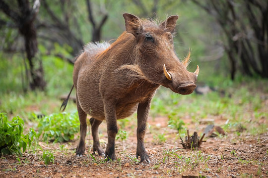 Close up of a wild African Warthog