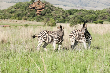 Fototapeta na wymiar Two African Zebras on the savannah