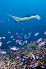 Manta Ray swimming over a colorful, healthy tropical coral reef © frantisek hojdysz