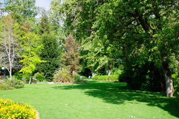 Green summer backyard garden with grass after rain and the sun