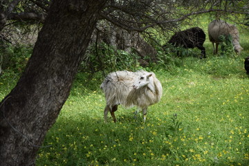 Schafe auf Kreta