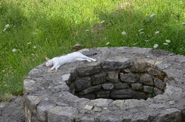 древний колодец кошка