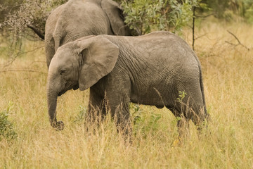 Obraz premium Słonie afrykańskie w południowoafrykańskim rezerwacie dzikich zwierząt