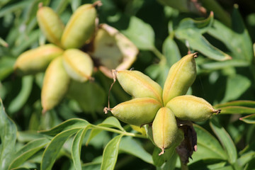 Green unripe pion fruit
