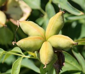 Green unripe pion fruit