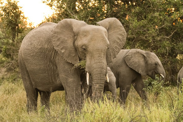 Naklejka premium African Elephants in South African game reserve