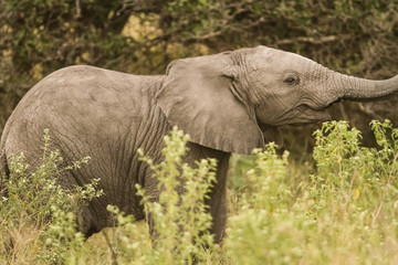 African Elephants in South African game reserve