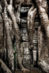 Ruine khmer à Angkor