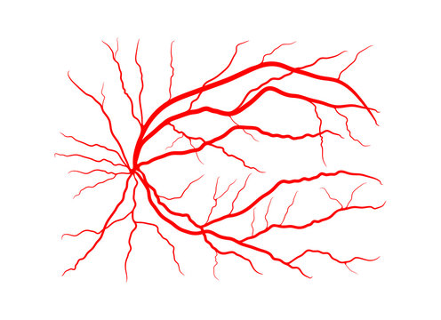 eye vein system x ray angiography vector design isolated on white