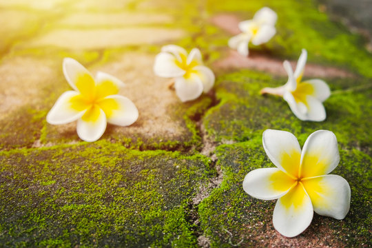 White Frangipani (Plumeria) flowers with green moss on the brick road in morning sun.