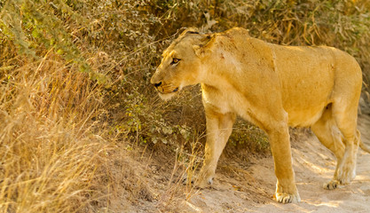 Naklejka na ściany i meble A Pride of African Lions in a Game Reserve