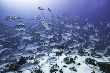 school of trevally at Banda Sea, Indonesia