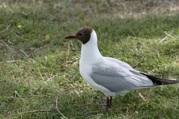 Fototapeta premium Chroicocephalus Ridibundus (Black-headed gull)