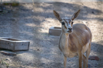 The Goitered Gazelle Calf (Gazella Subgutturosa)