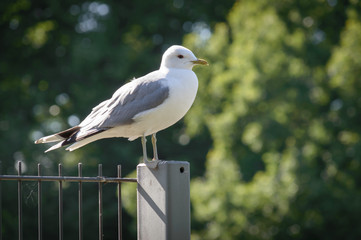 Obraz premium Larus Canus (Common Gull)