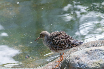 Philomachus Pugnax (Ruff)