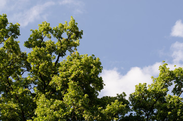Beautiful Spring forest. Young green leaves of the oak trees against bright spring blue sky and sun light.