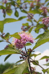 Callicarpa bodinieri bush in bloom in the garden. Lilac flower against blue sky. Bodinier beautyberry flowers.