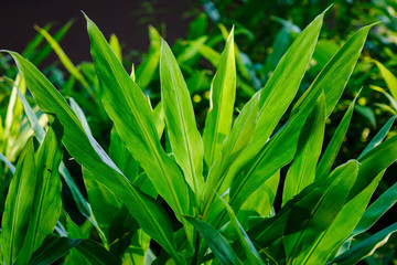 Leaves in botanic garden